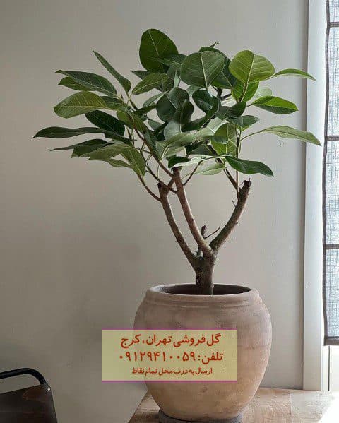 فیکوس هندی برای تزئین فضای مطب