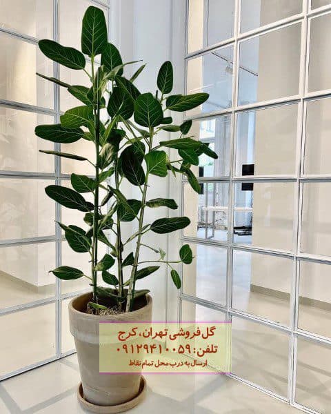 فیکوس هندی برای محیط‌های اداری