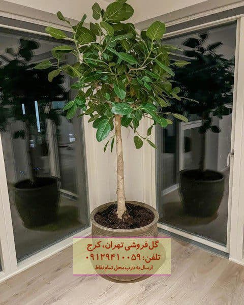 فیکوس هندی برای تزئین اتاق نشیمن