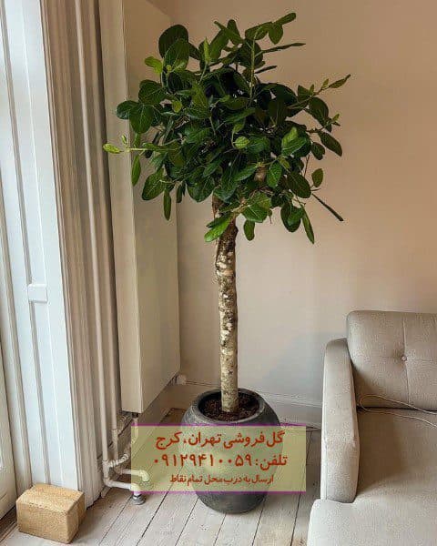 فیکوس هندی برای محیط‌های درمانی و پزشکی