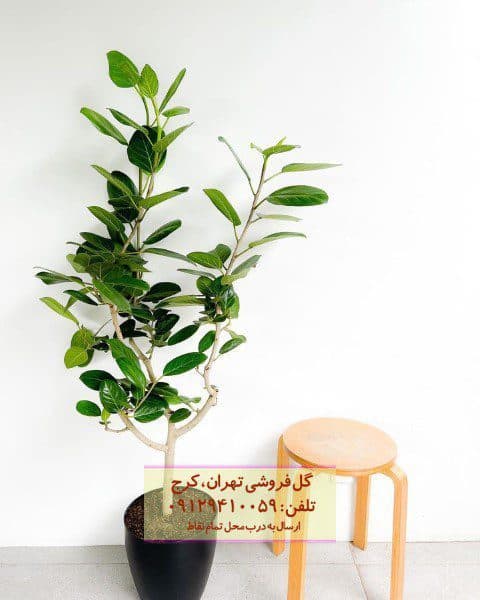 فیکوس هندی مناسب برای فضای داخلی منزل