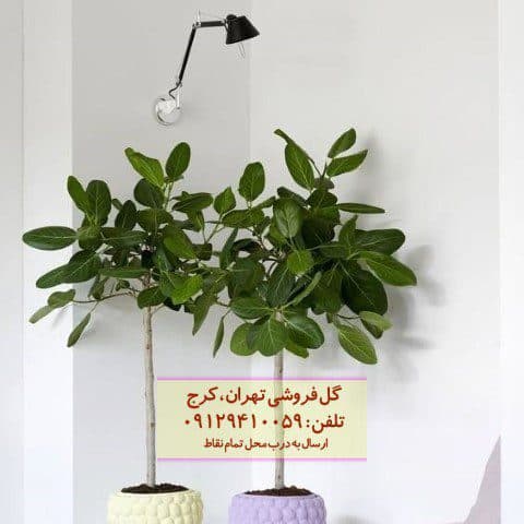 استفاده از فیکوس هندی برای تزئین دفتر کار