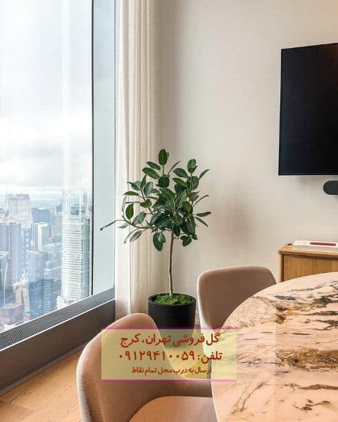فیکوس هندی برای فضای داخلی با نور کم