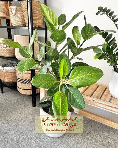 فیکوس هندی برای ایجاد فضای سبز در خانه