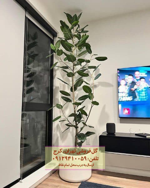 فیکوس هندی برای دکوراسیون اتاق‌های کوچک