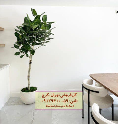 استفاده از فیکوس هندی برای طراحی دکور داخلی خانه