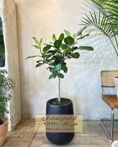 فیکوس هندی برای دکور خانه