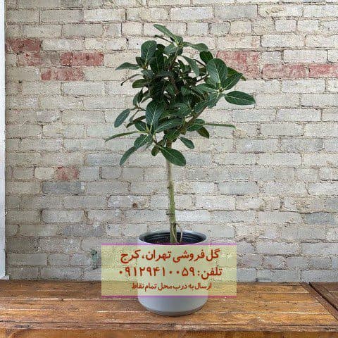فیکوس هندی گیاهی مناسب برای فضای تجاری