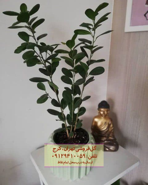 انجیر پردهای مناسب برای تزئین اتاق خواب