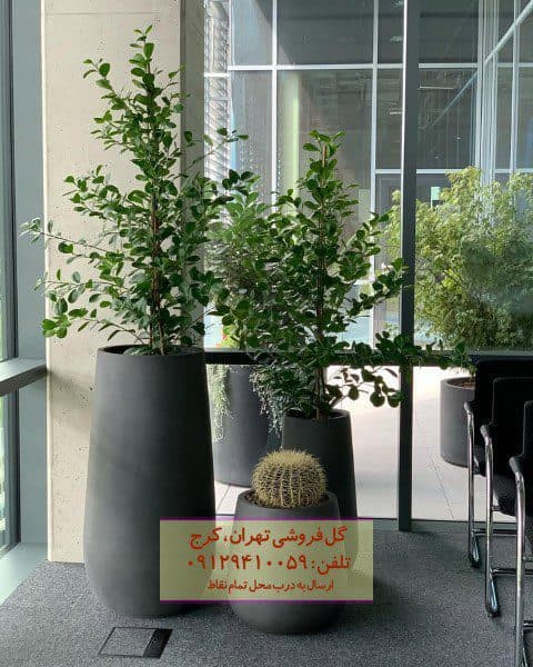فروش فیکوس میکروکارپا برای تزئین فضای کافه