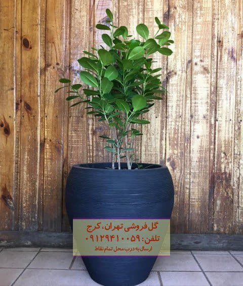 فیکوس میکروکارپا مناسب برای دکوراسیون هتل