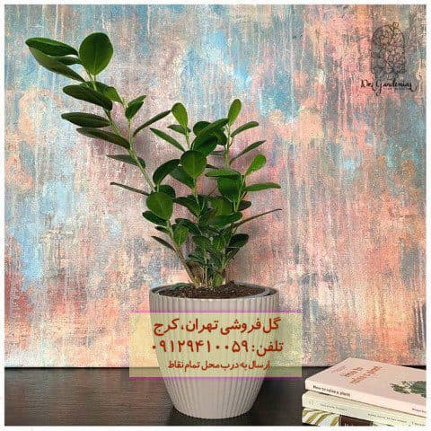 فروش فیکوس میکروکارپا برای طراحی فضای بزرگ