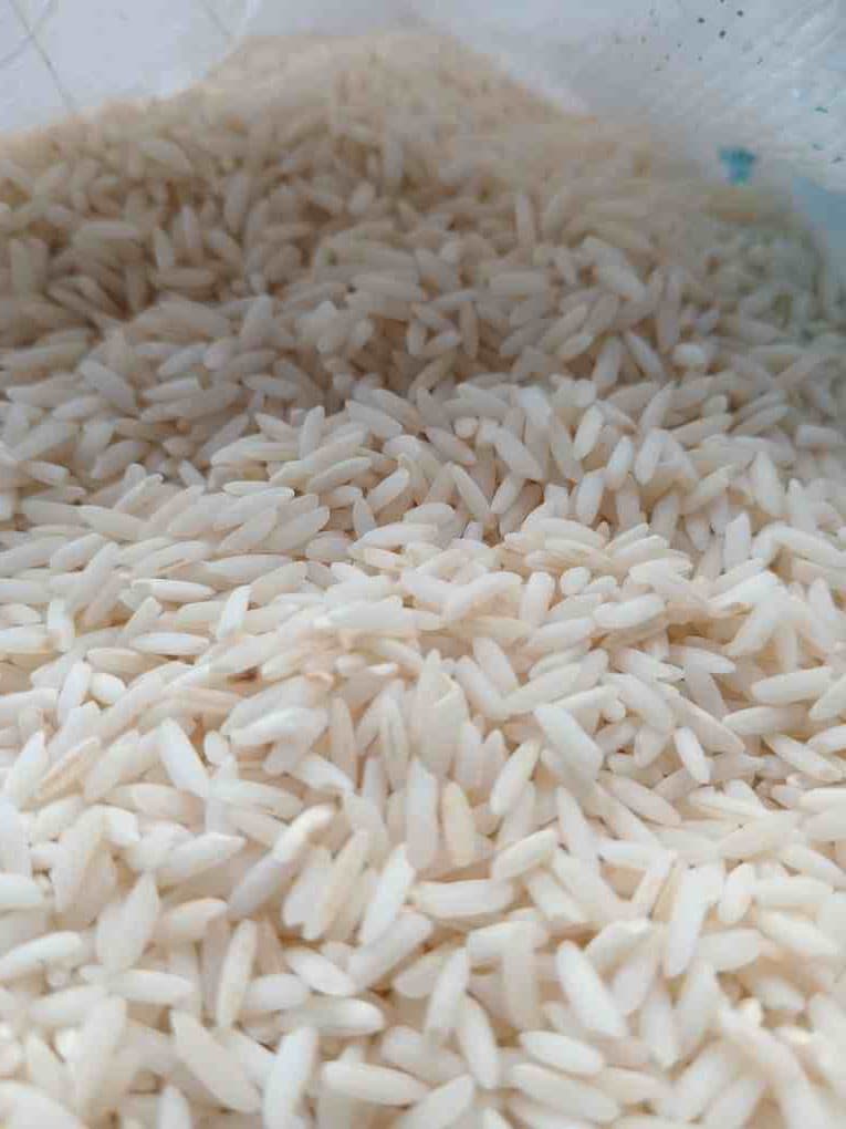 برنج علی کاظمی اعلا گیلشا ۱۴۰۴ — تصویر ۳
