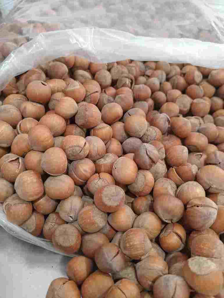 فندق خام درشت ترک خورده — تصویر ۳