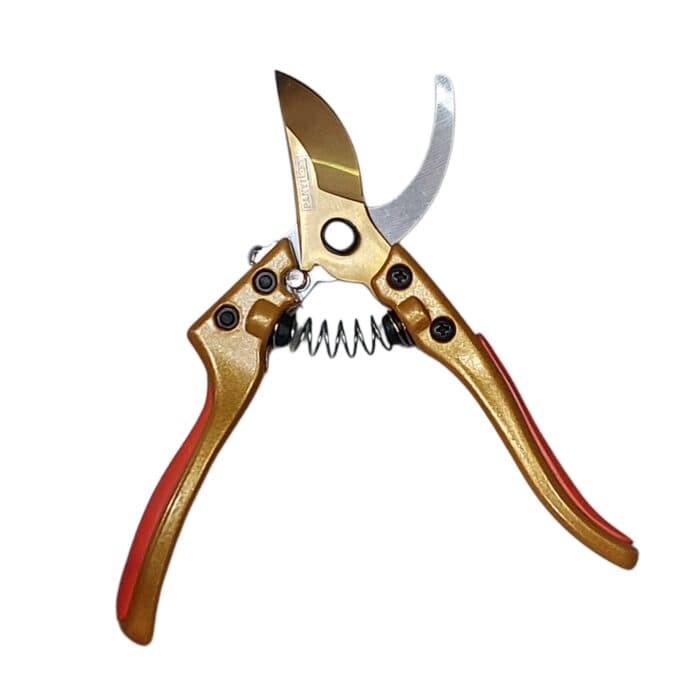 قیچی باغ نارنجی پانوی — تصویر ۳
