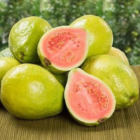 نهال گواوا