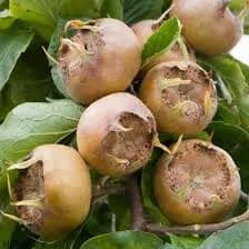 نهال ازگیل جنگلی