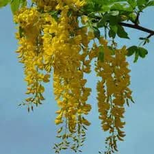 نهال باران طلایی