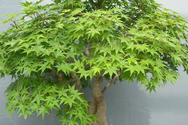 نهال افرا