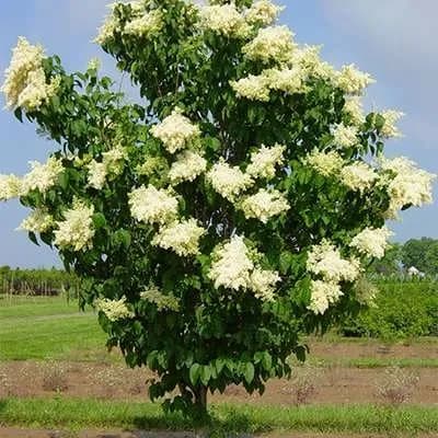 نهال یاس هلندی