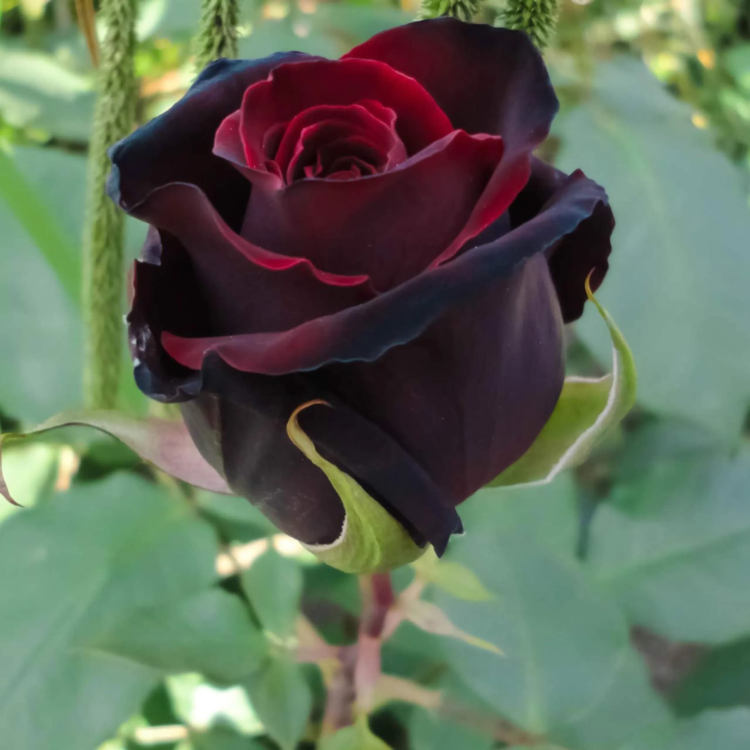 نهال گل رز هلندی