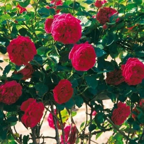 نهال گل رز رونده