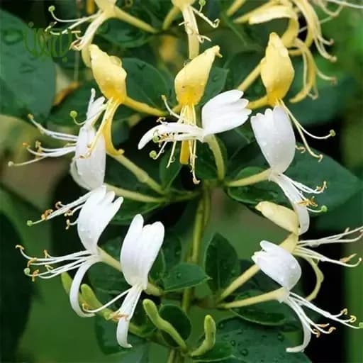 نهال یاس امین الدوله رونده