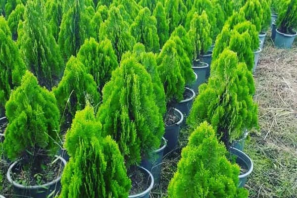 نهال کامیس پاریس