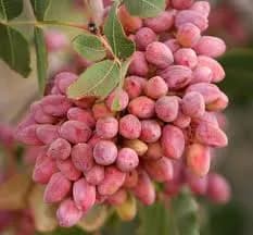 بنه کوهی (پسته وحشی)