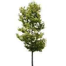 نهال صنوبر نیگرا ترکیه 1متری