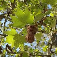 چنار موج دسته طی به بالا