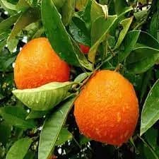 نهال نارنگی الجزایری — تصویر ۲