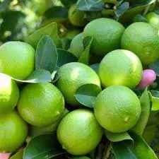نهال لیموترش عمانی