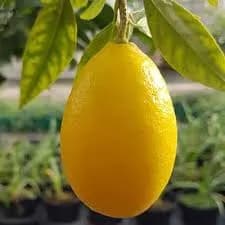 نهال لیموترش لایم کوات