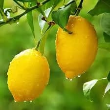 نهال لیموترش اورکا