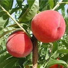 نهال هلو دکسی رد