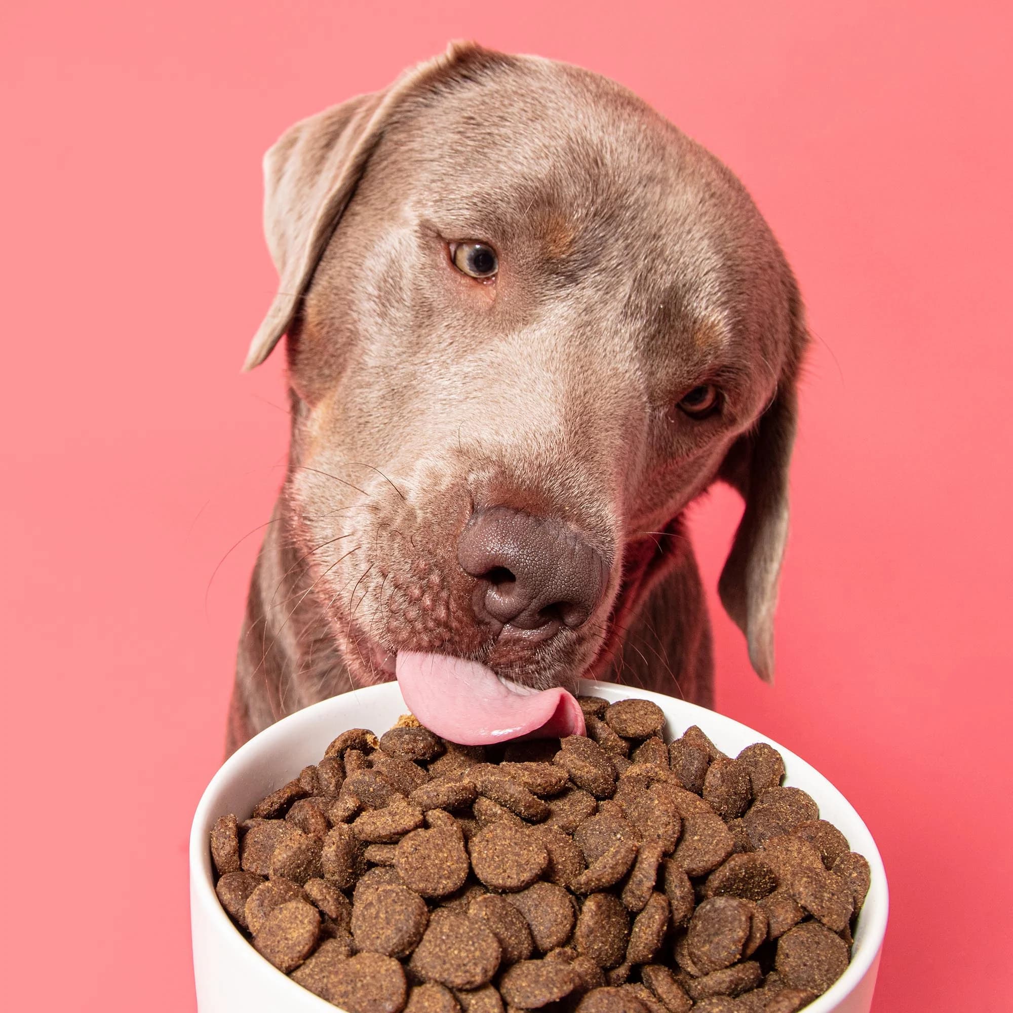 غذای سگ پریمال Pooch&Mutt | گوشت بره، گراز وحشی، مرغ و اردک – 100% طبیعی | -1/5 کیلو — تصویر ۴