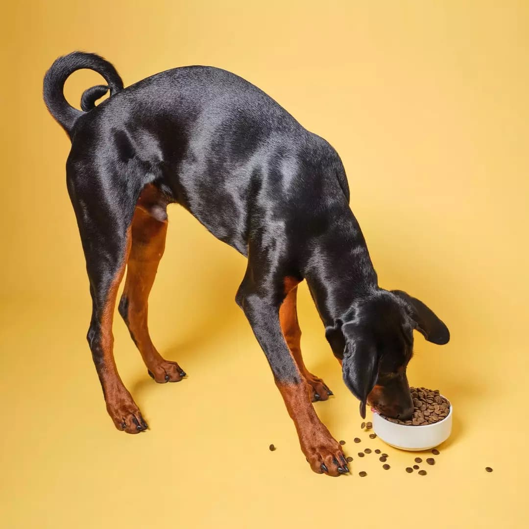 غذای سگ مراقبتی پوست و مو Pooch & Mutt | شاه‌ماهی و کلاژن – 2 کیلو — تصویر ۴