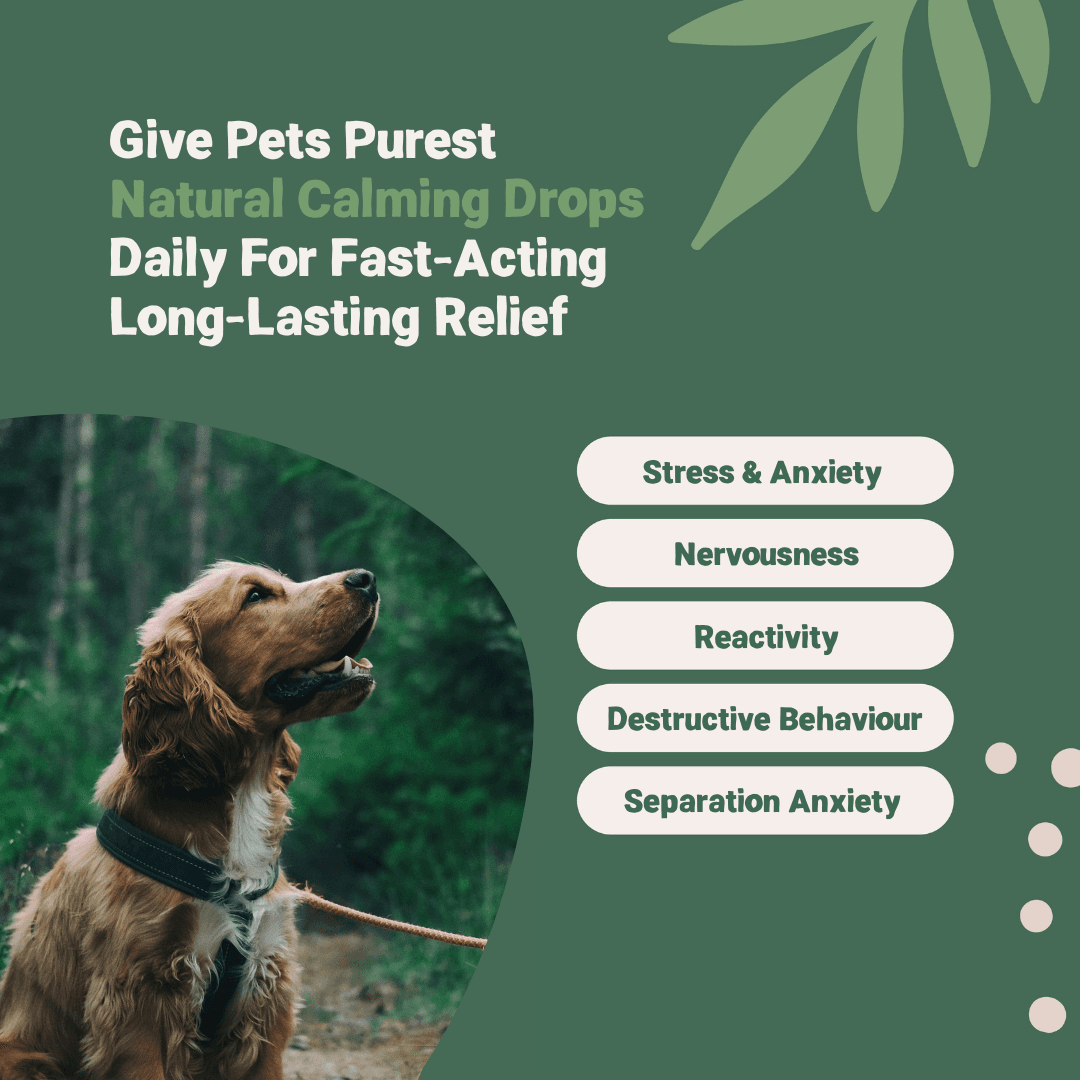قطره آرامش بخش و ضد استرس طبیعی سگ و گربه برند Pets Purest (انگلیسی) | 50 میل — تصویر ۶
