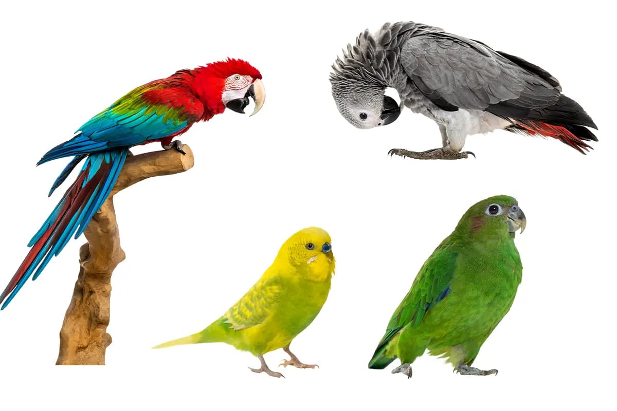 PNG طوطی دوربری شده — تصویر ۵