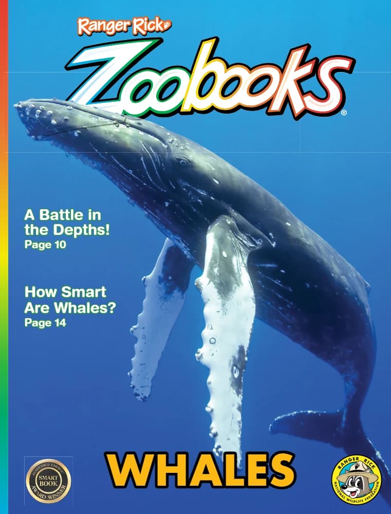کتاب Ranger Rick Zoobooks Whales 2024 (کتاب‌های باغ‌وحش رنجر ریک؛ نهنگ‌ها 2024) نسخه انگلیسی PDF | نامشخص