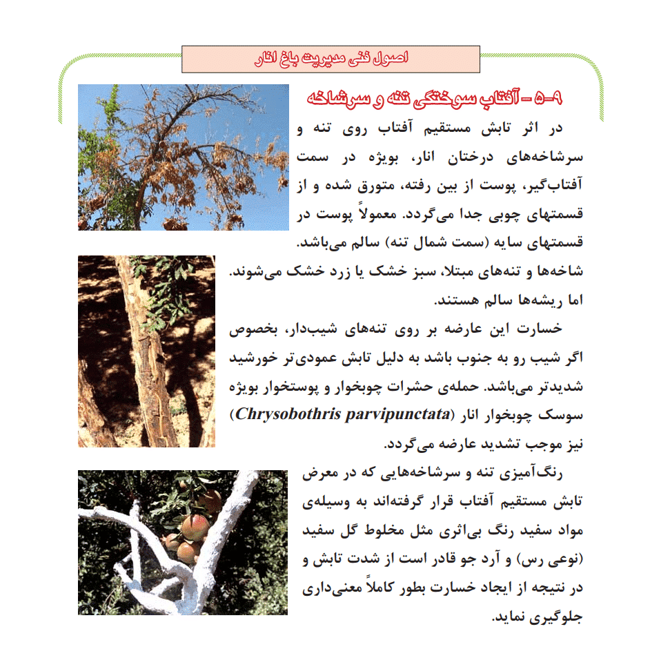 دانلود جزوه اصول فنی مديريت باغ انار — تصویر ۳