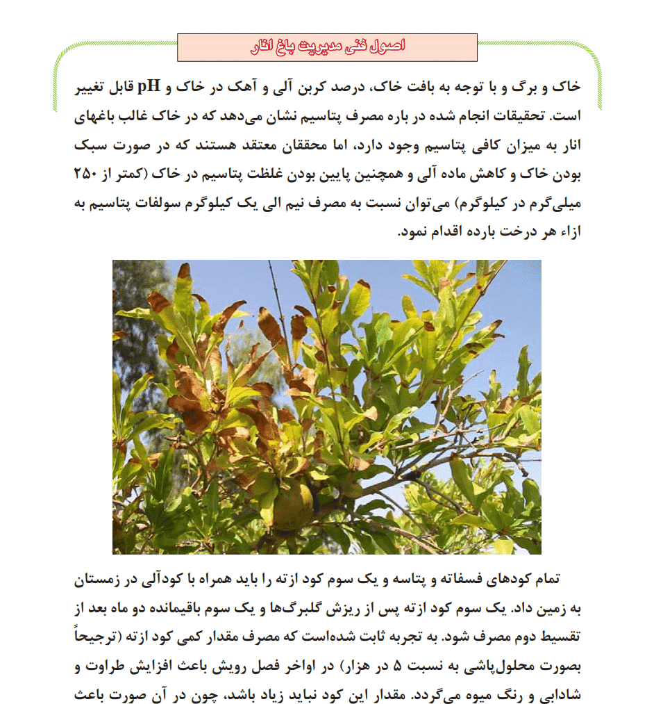 دانلود جزوه اصول فنی مديريت باغ انار — تصویر ۲
