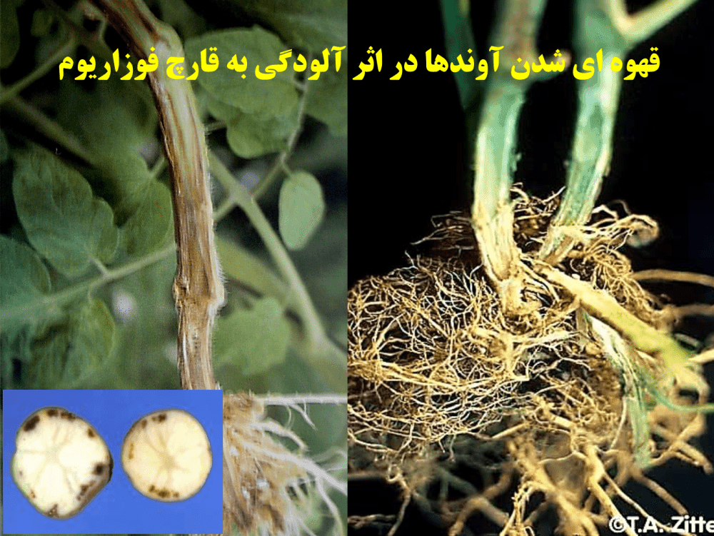 دانلود جزوه بیماری های مهم گوجه فرنگی در گلخانه — تصویر ۲