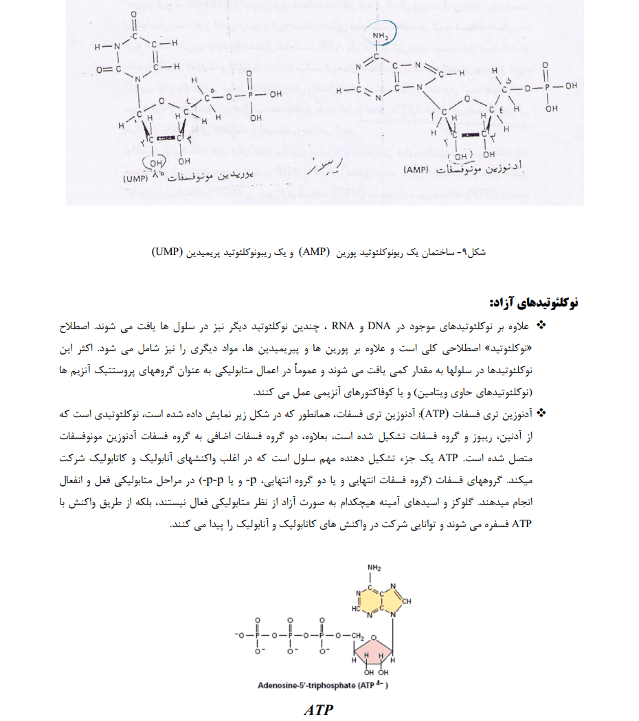 دانلود جزوه گیاه شناسی 1 — تصویر ۲