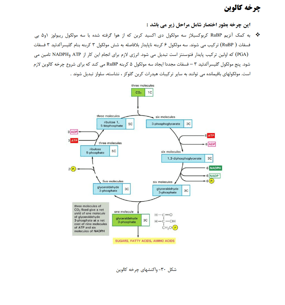 دانلود جزوه گیاه شناسی 1 — تصویر ۴