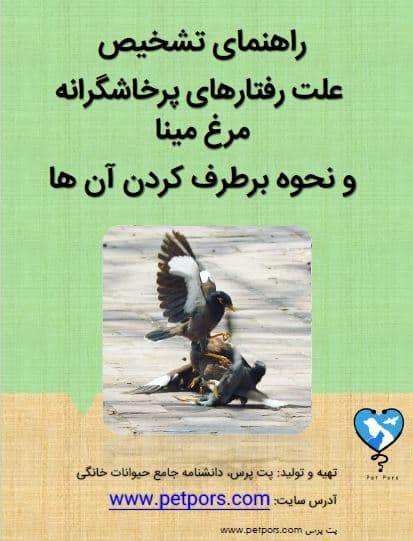علل پرخاشگری مرغ مینا