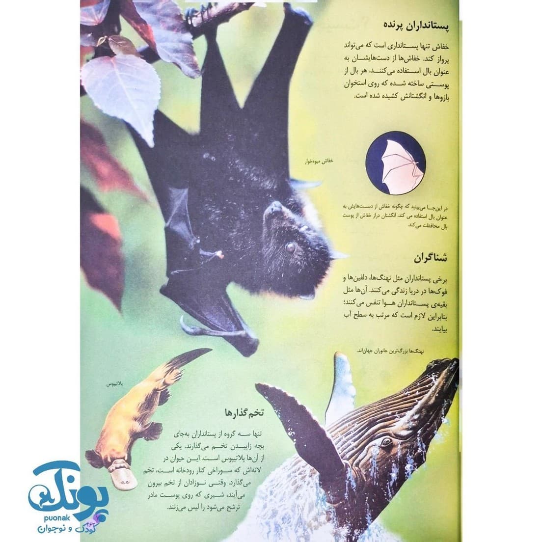کتاب نخستین دایره المعارف جانوران — تصویر ۳