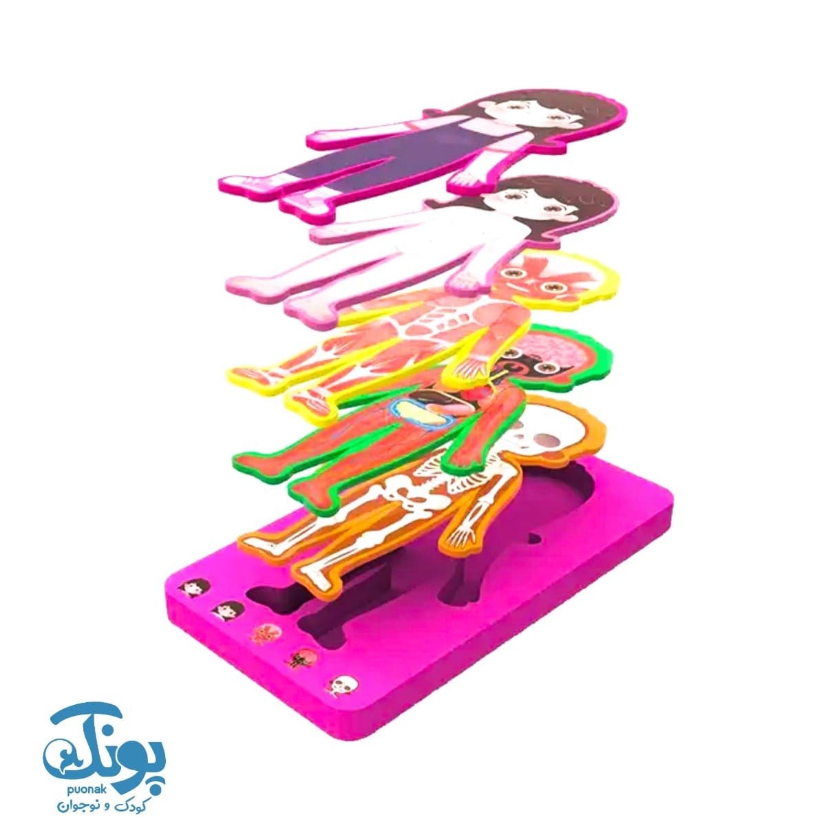 پازل ۵ لایه اعضای بدن انسان جعبه ای — تصویر ۴