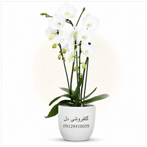 گلدان ارکیده مناسب هدیه